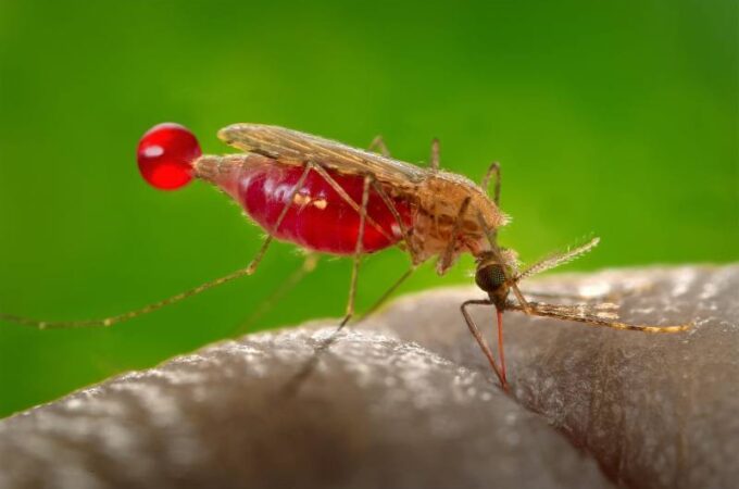 Discover The Top 3 Diseases That Mosquitoes Can Carry
