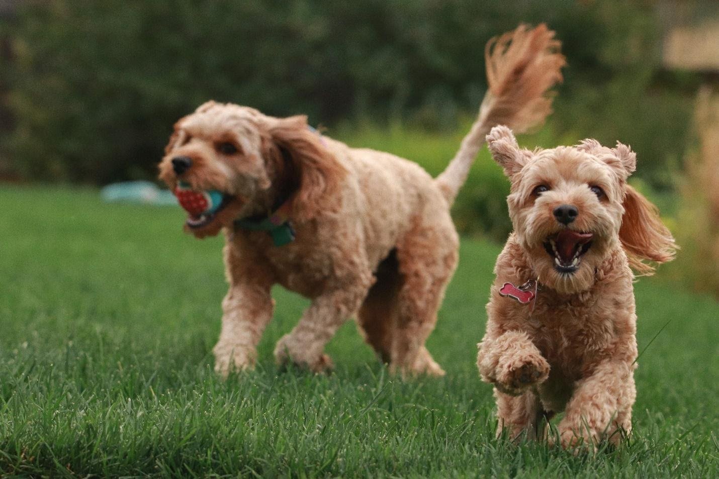 Golden Retriever Pudel Mix: Alles, was du wissen musst - GolDenDooDle 1