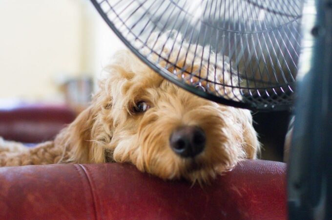 7 Ways to Keep Your Dog Cool in Summer