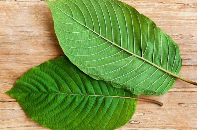 What are the Differences Between Kratom Strains?