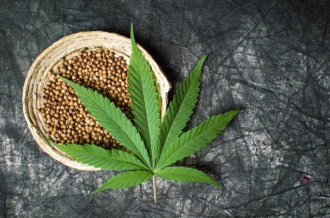 An Overview of the Medical Effects of Cannabis Seeds
