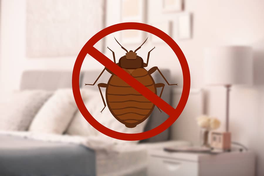 Keep Bugs Out of Your Home With 6 Bug Prevention Tips