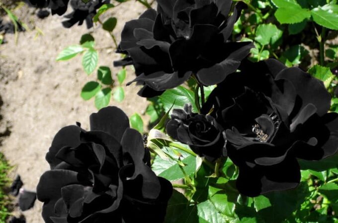 The History Behind Black Roses