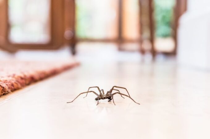 Most Common Reasons To See House Spiders In Your Home
