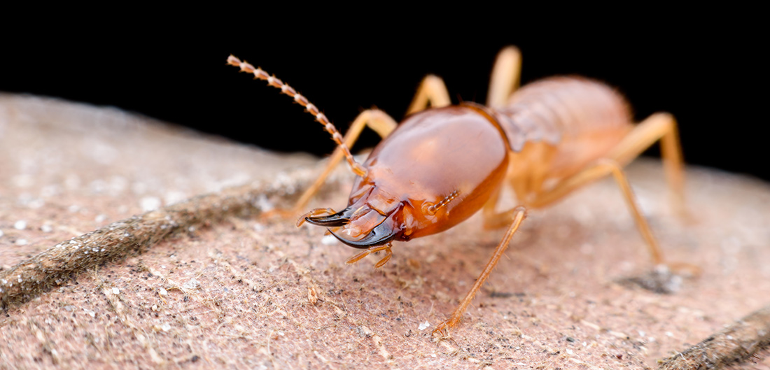 Top Things You Do At Home That Attract Termites