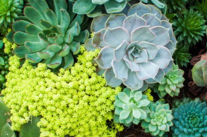 Succulents are Trendy Plants That Bring Positive Energy to the Home