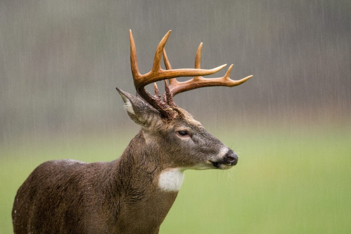 6 Deer Hunting Tips Every Hunter Should Know