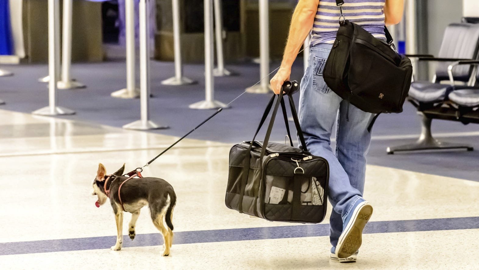 Traveling With A Pet First Time Ever? 6 Smart Tips To Have A Happy Journey