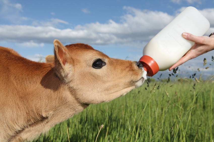 Nutritional and Economic Benefits of Calf Milk Replacers
