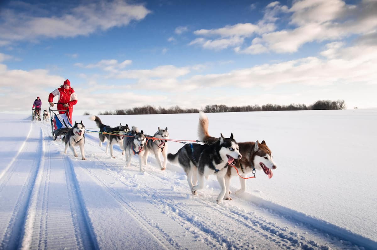 Dog Sledding Facts That are Great And Fun To Know