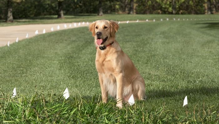 Things to Know Before You Install a Hidden Dog Fence