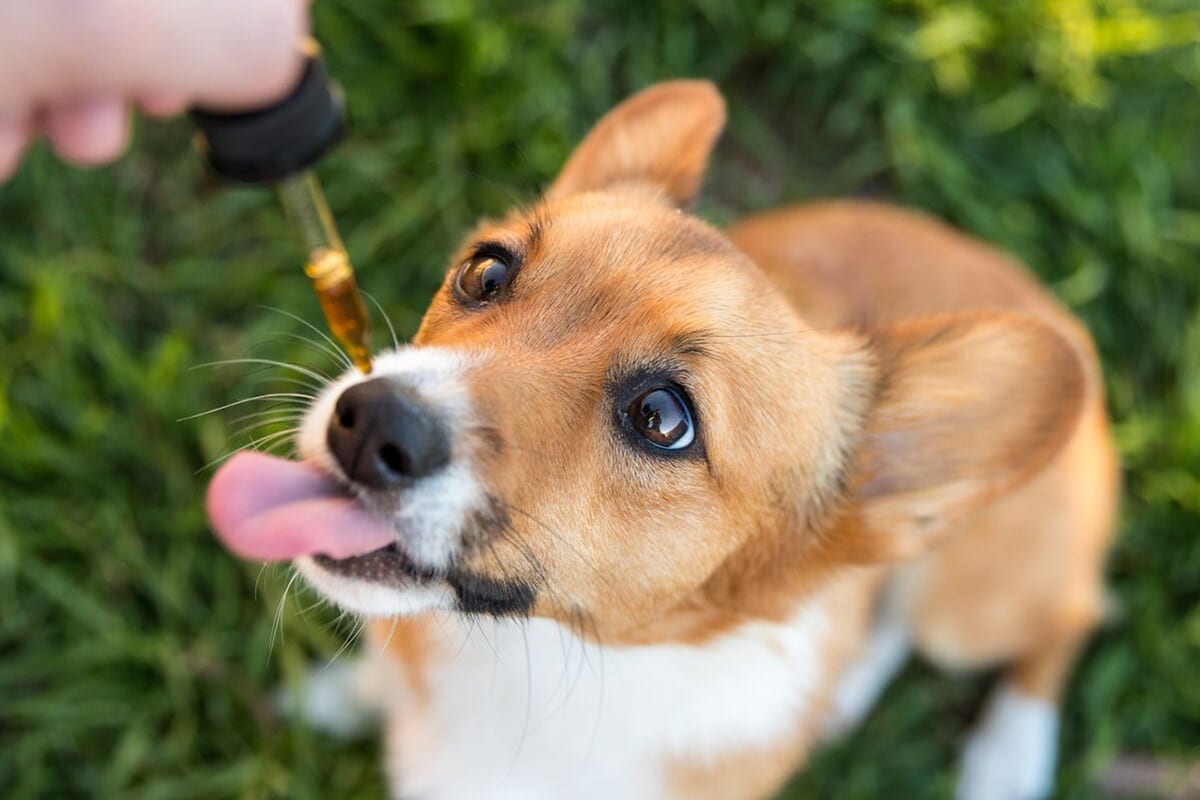 What CBD Oil is and if it is Safe for Dogs