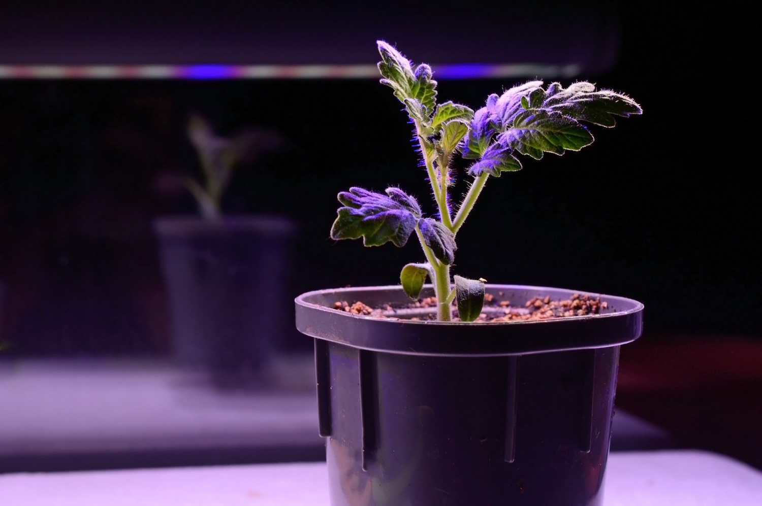 5 Things to Look for When Choosing the Best LED Grow Lights for Hydroponic Gardening