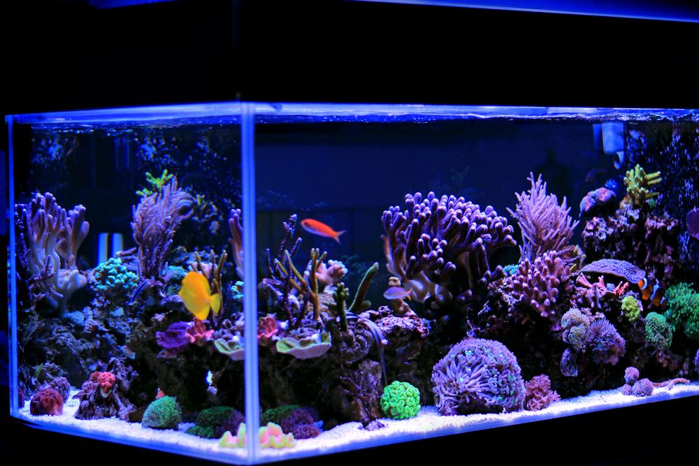 Why You Need a Coral Reef Tank in Your Home Office