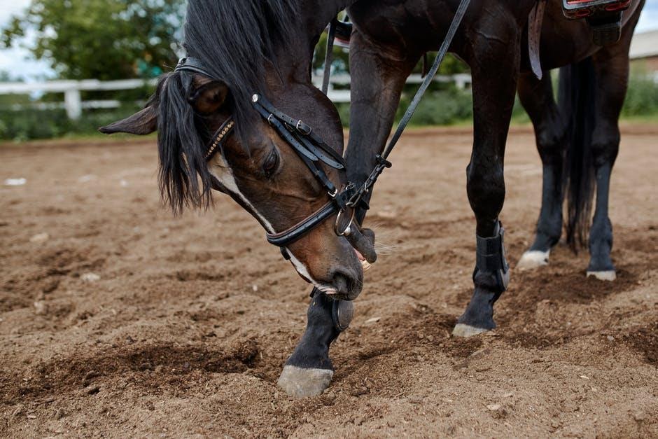 How to Build an Outdoor Horse Arena