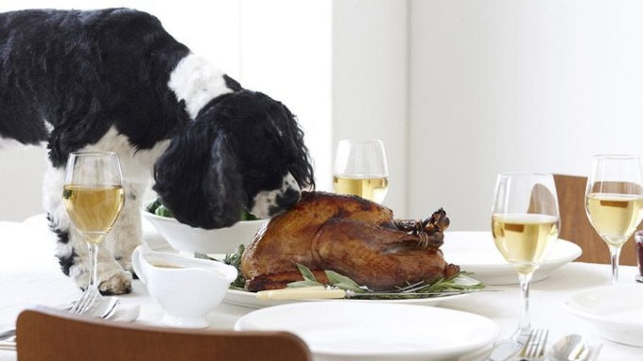 Is Turkey Safe for Dogs to Eat?