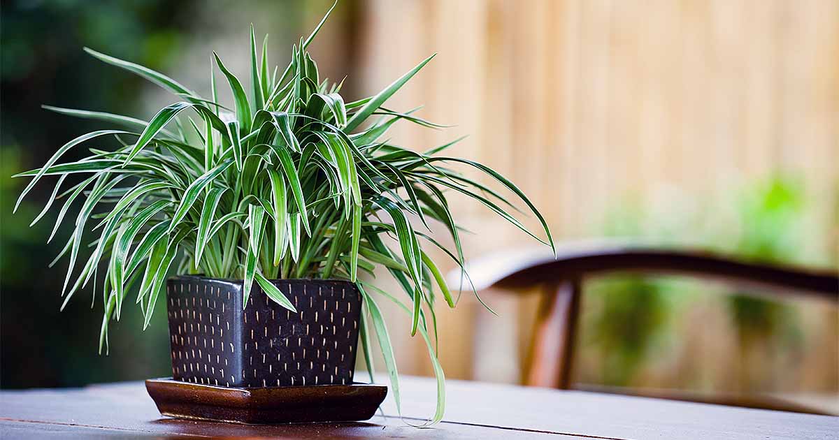The best tips on how to take care of indoor plants