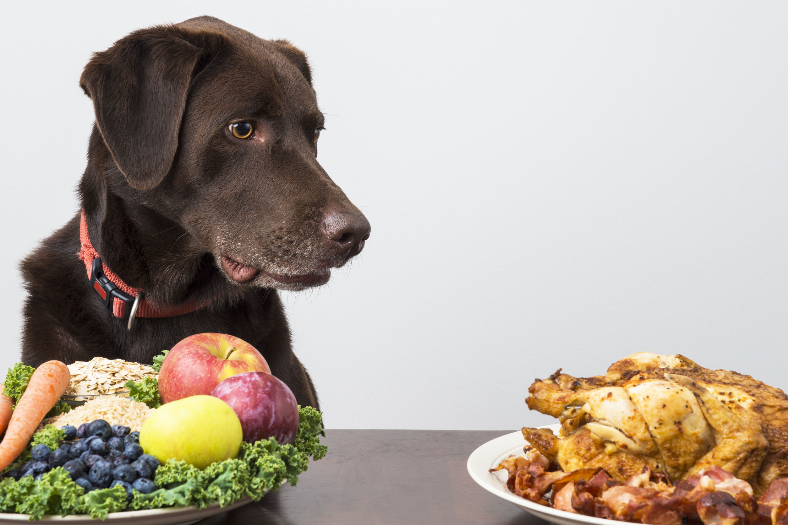 How To Improve Your Dog’s Diet – Four Things You Need To Know
