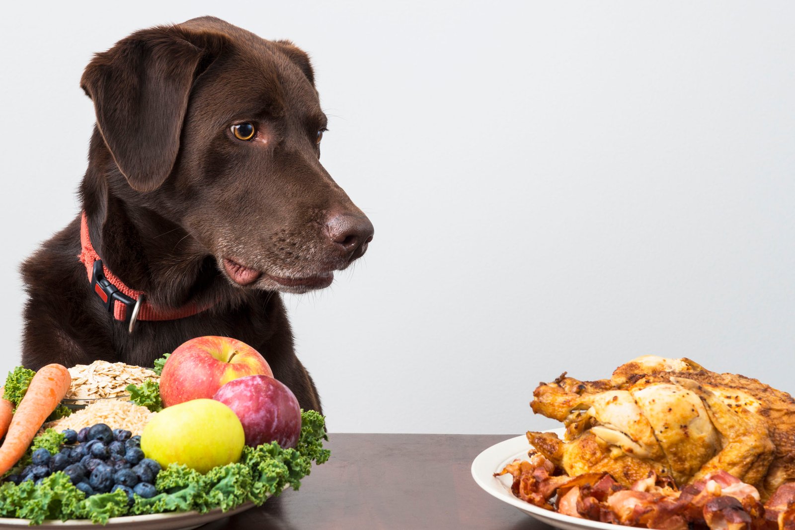 How To Improve Your Dog’s Diet – Four Things You Need To Know