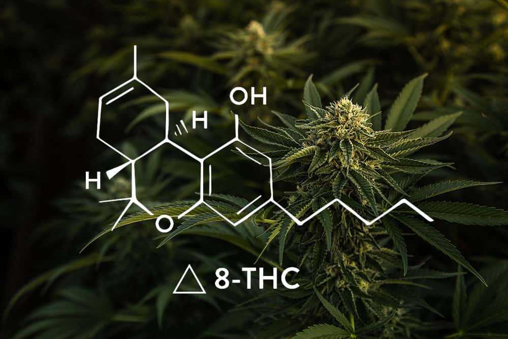 Delta-8-THC: The Ultimate User Guide