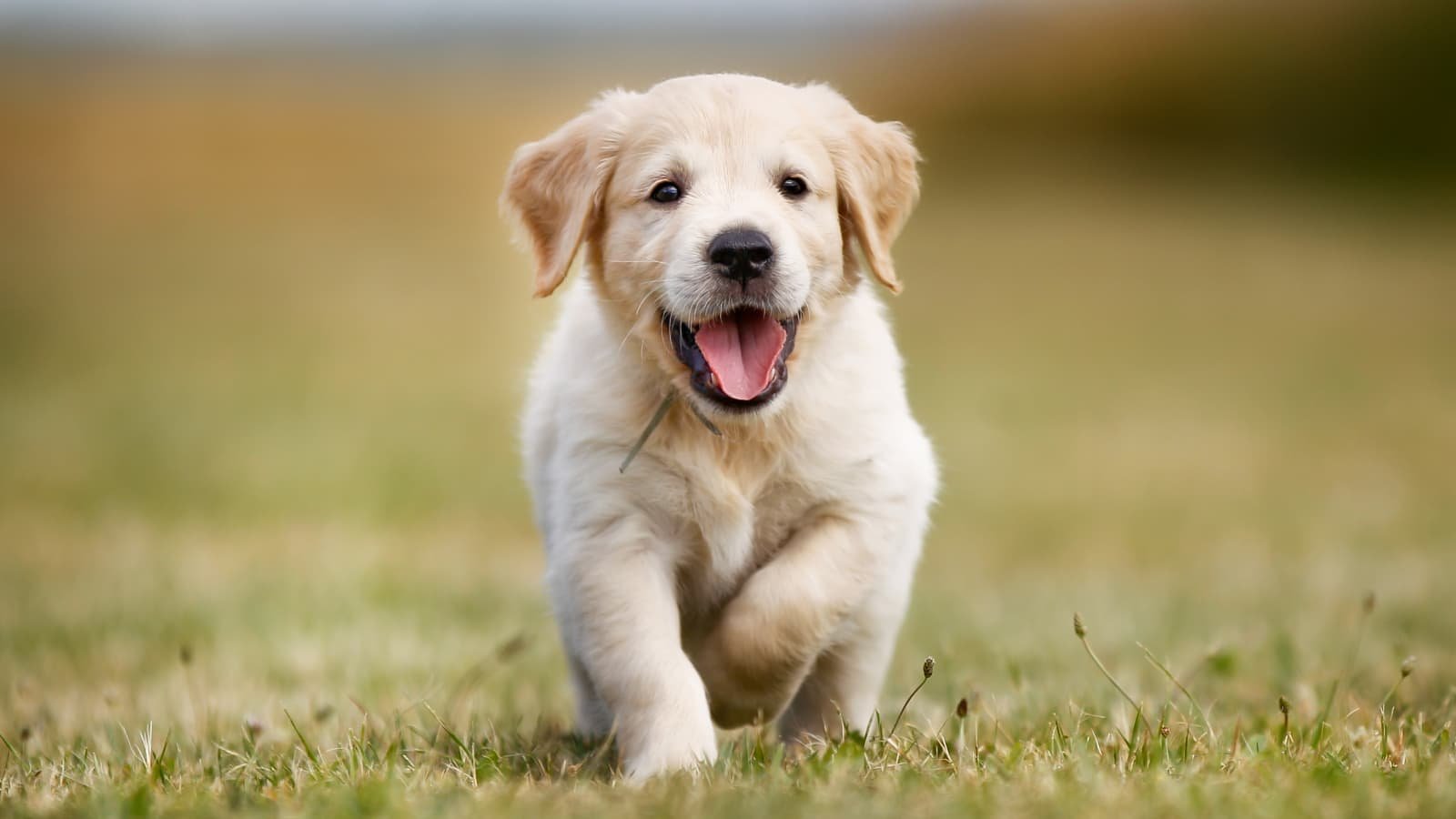 Should You Get Another Dog? The Important Considerations