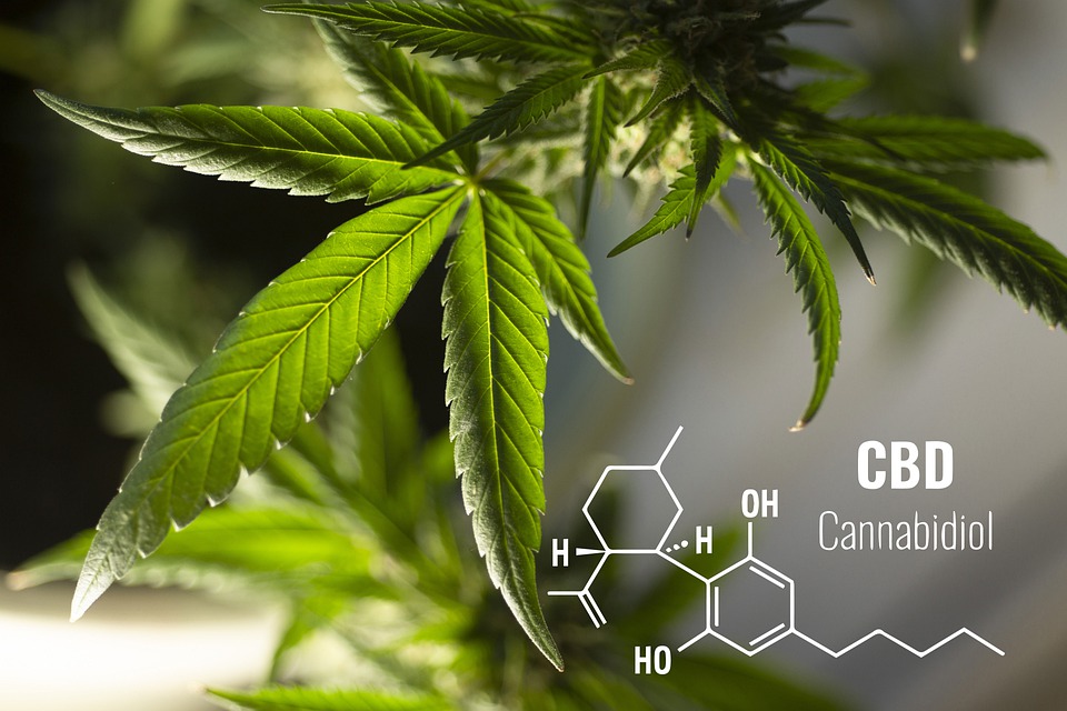 CBD oil: effects and benefits