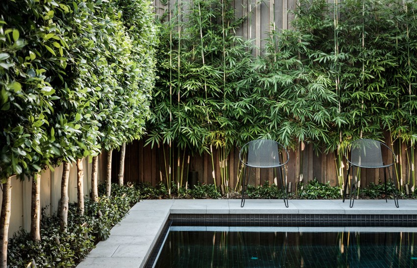 Looking for the Best Plants for Your Backyard Privacy