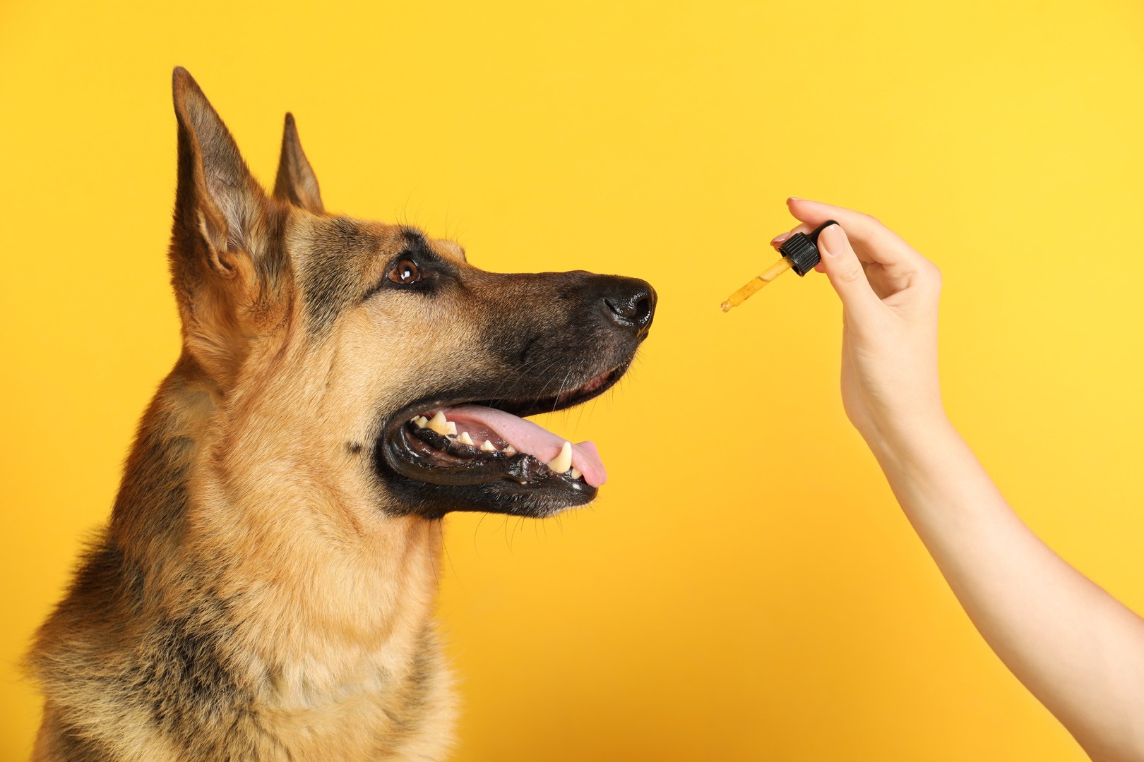 (Wo)Man’s Best Friend: A Brief Guide to Natural Pain Relief for Dogs
