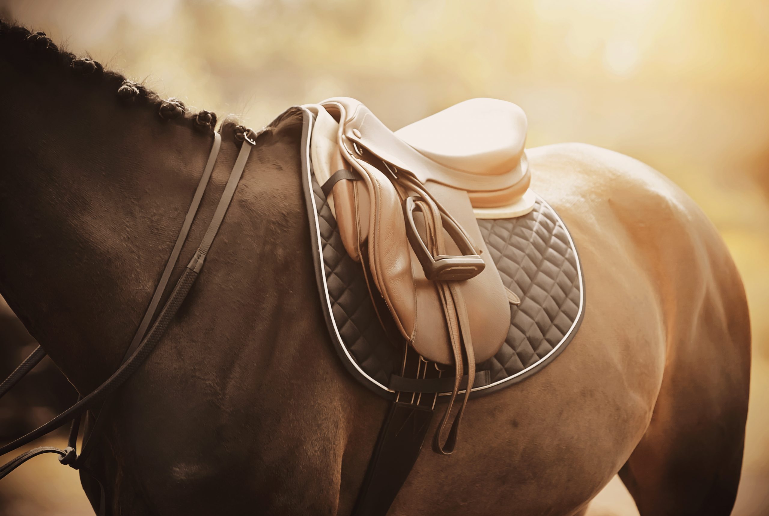 10 Reasons You Need The Right Saddle For Your Horse
