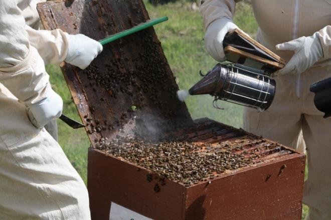 9 Tips To Safely Use Bee Smokers When Harvesting Honey