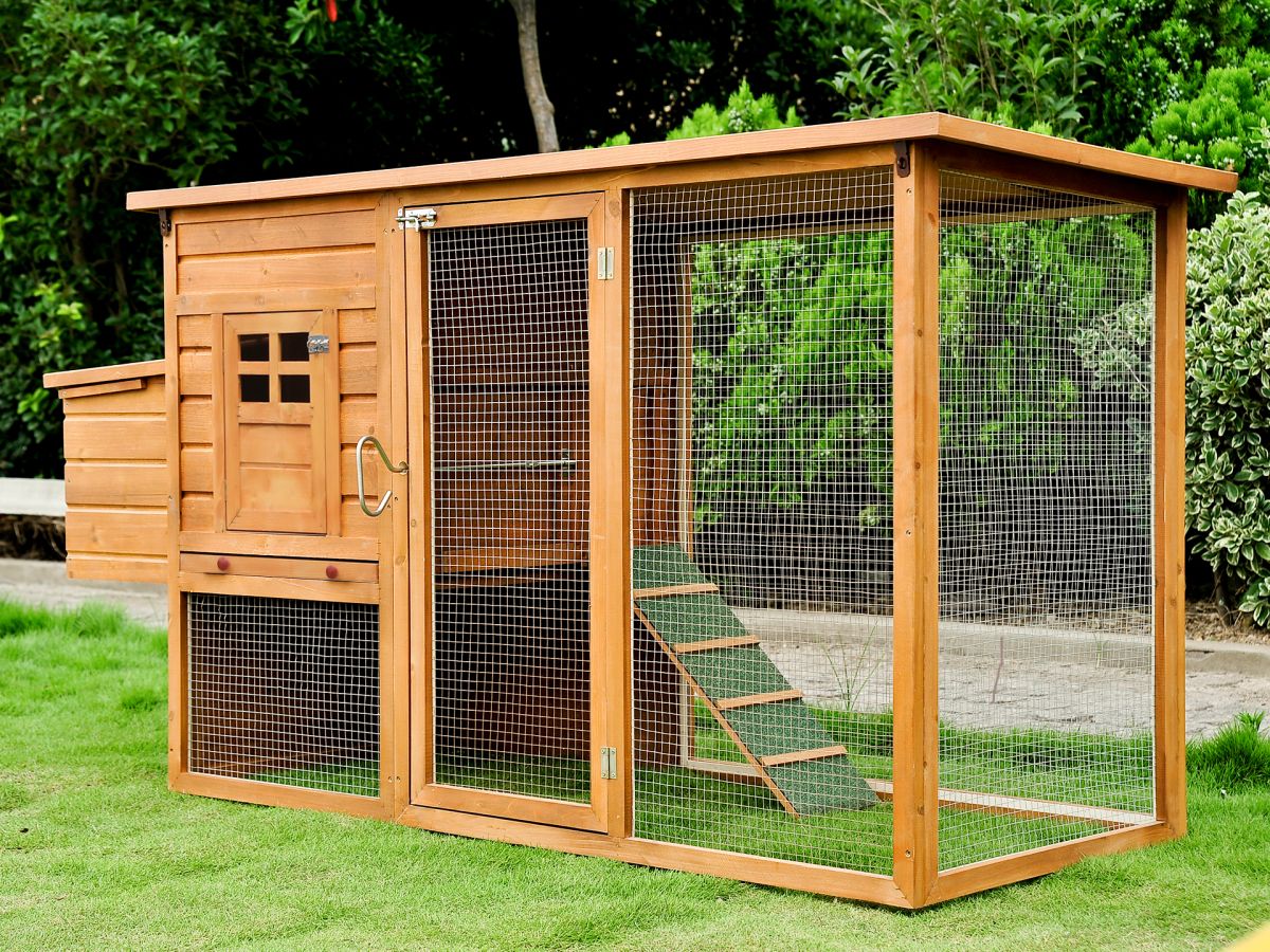4 Things To Consider When Buying a Chicken Coop