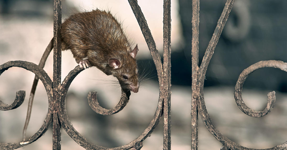 How to Deal with Rat Infestations