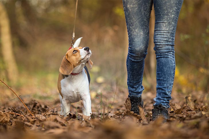 Dog Walking Tips: How to Keep Your Dog Safe and Happy