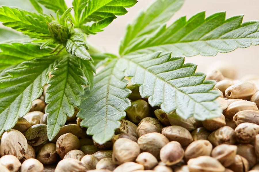 Buying Marijuana Seeds is Legal in the UK and Europe