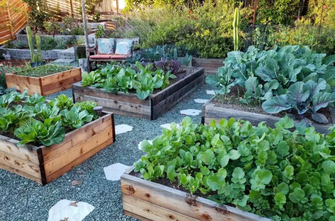 What Are Raised Beds Used For?