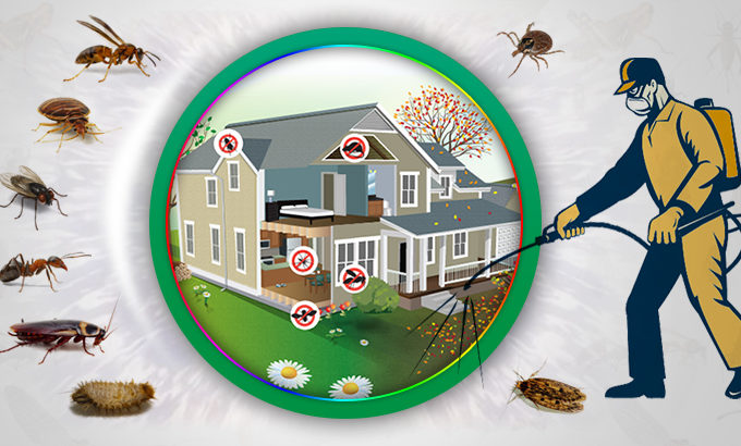 How To Deal With Pest Problems In The Home
