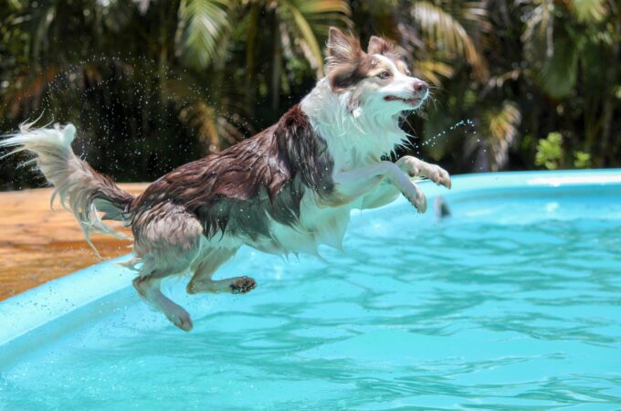 Summer Safety Tips Every Pet Parent Should Know