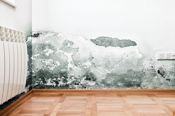How to Protect Your Murfreesboro, TN, Home From Mold Damage