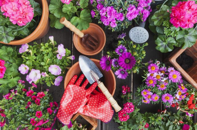 Which Flowers Should You Grow in Your Garden and Gift to Loved Ones?