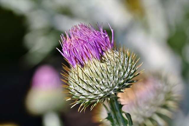 The Significance of the Thistle in Scottish Culture