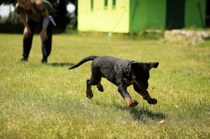 How to Handle an Aggressive Rescue Dog And Still Build a Loving Bond