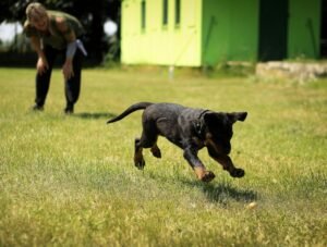 How to Handle an Aggressive Rescue Dog And Still Build a Loving Bond
